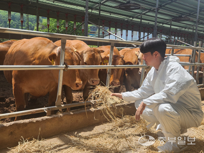 홍승권 청송농장 대표가 한우를 돌보고 있는 모습. 사진=임창희