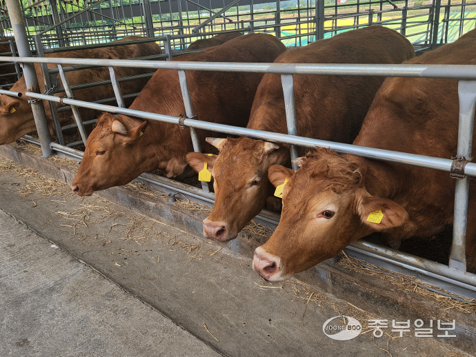 청송농장의 한우. 사진=임창희