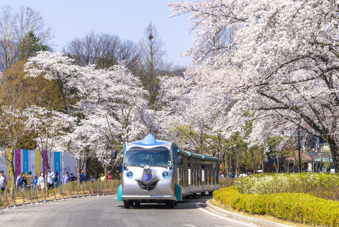 과천시는 둘째아 이상 다자녀가정도 서울대공원 주차 요금의 할인 혜택을 누릴 수 있게 됐다. 사진은 서울대공원에서 운행 중인 코끼리열차 모습. 사진=과천시청