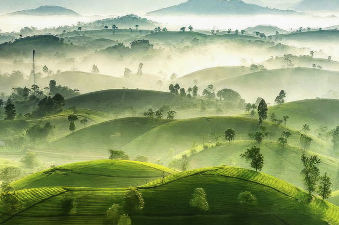 '아트뮤지엄 려' 2024 공모전시 -고미선 사업간사_ 롱콕녹차밭. 사진=여주시