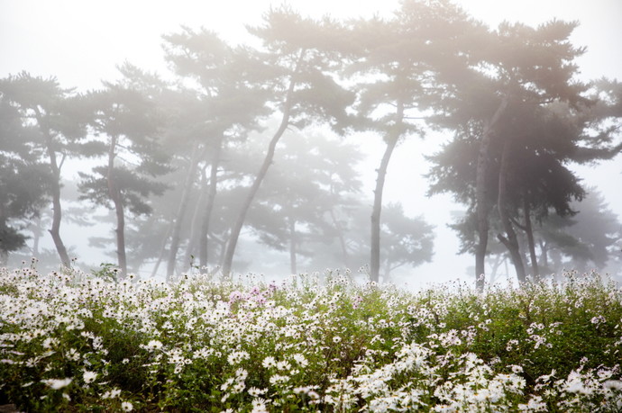 '아트뮤지엄 려' 2024 공모전시 -목인자 연구간사_구절초의 향연. 사진=여주시