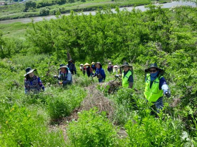 가시박 제거 현장. 사진=여주시
