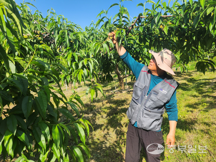 김섭근 대표가 복숭아 솎아내기 작업을 하고 있다. 사진=임창희