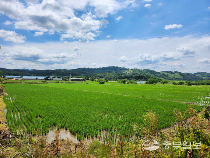 경기 연천군 삼곶리 인근은 온통 논밭이지만 경작하는 주민들은 거의 보이지 않았다. 6월 25일 만난 최병남 이장은 대부분 주민들이 요새 날씨가 더워 새벽이나 아침 일찍 일을 하고 낮에는 하지 않는다고 했다.