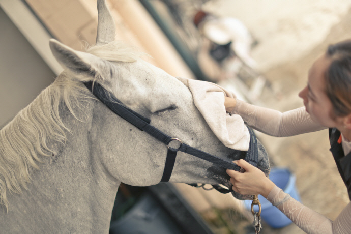 말을 중심으로 동물복지 앞장서는 한국마사회