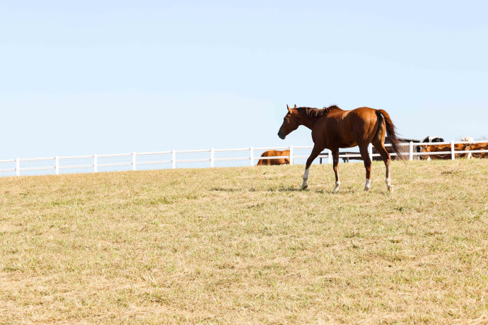 안성팜랜드 명예경주마 휴양목장에 들어선 청담도끼