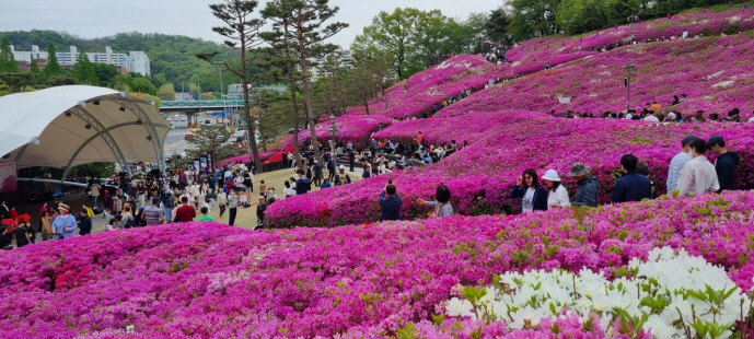 군포시가 자랑하는 ‘철쭉축제’를 찾은 방문객들이 저마다 즐거운 시간을 만끽하고 있다. 사진=군포시청