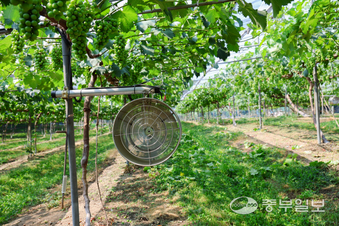 지난 2023년 권 대표가 도입한 농업용 열풍 팬. 여름철에는 시원한 바람을 만들어 밭 온도를 내린다. 사진=조성윤기자