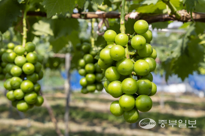 권 대표의 포도밭에서 샤인머스캣이 익어가고 있다. 사진=조성윤기자