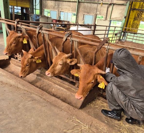 용인특례시는 지역 내 모든 한우 농가에 럼피스킨 백신 접종을 완료했다. 사진=용인특례시