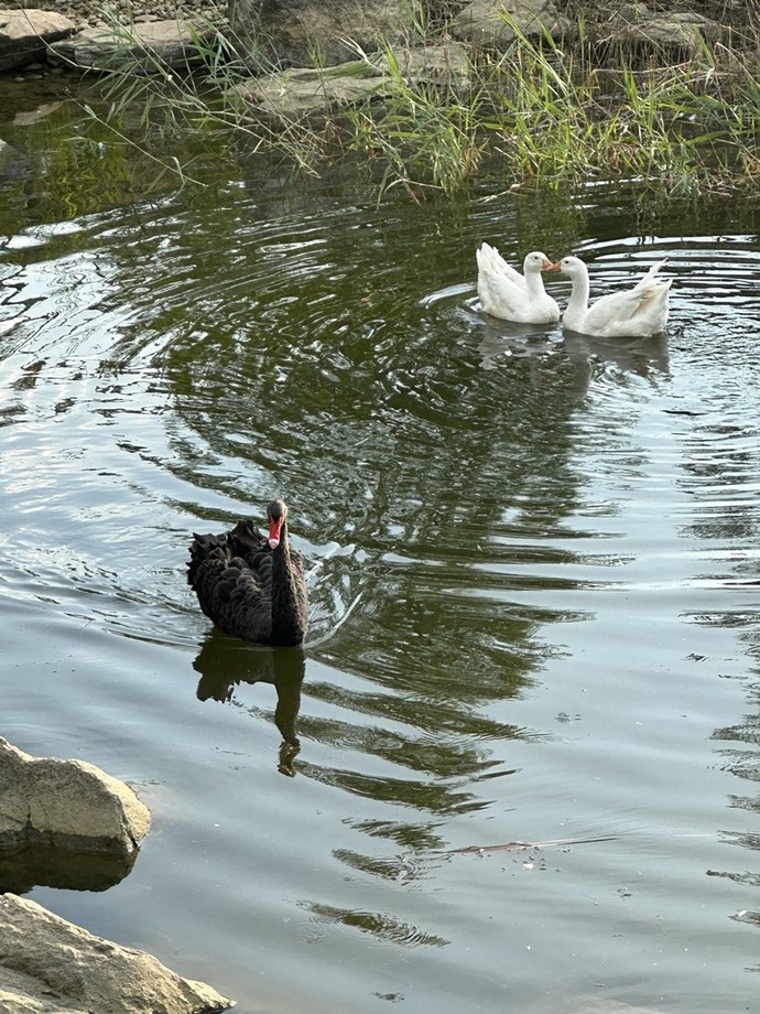 평택시 농업생태원 미르내에 물새 방사로 생태적 가치 강화 사진=평택시