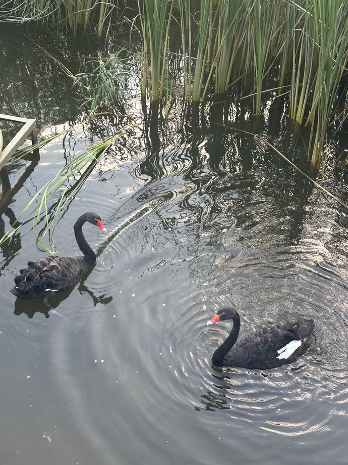 평택시 농업생태원 미르내에 물새 방사로 생태적 가치 강화 사진=평택시