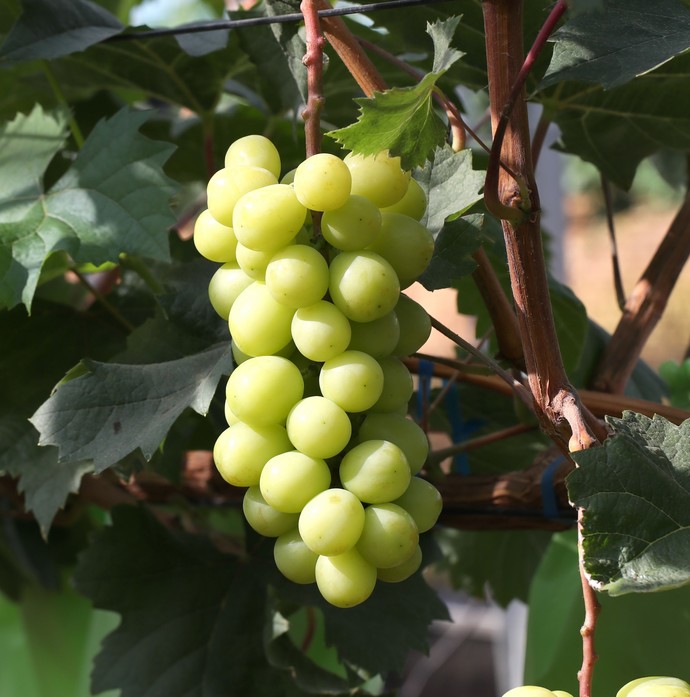 샤인머스캣 사진=화성시