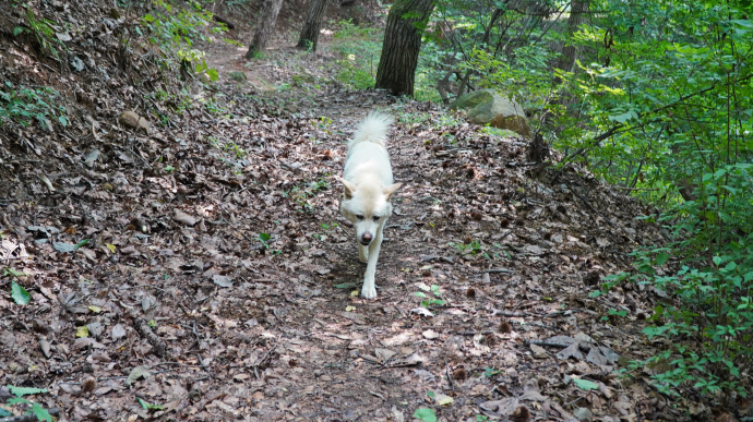 수도사를 지키는 청호스님의 벗 청산이. 사진=유승혜