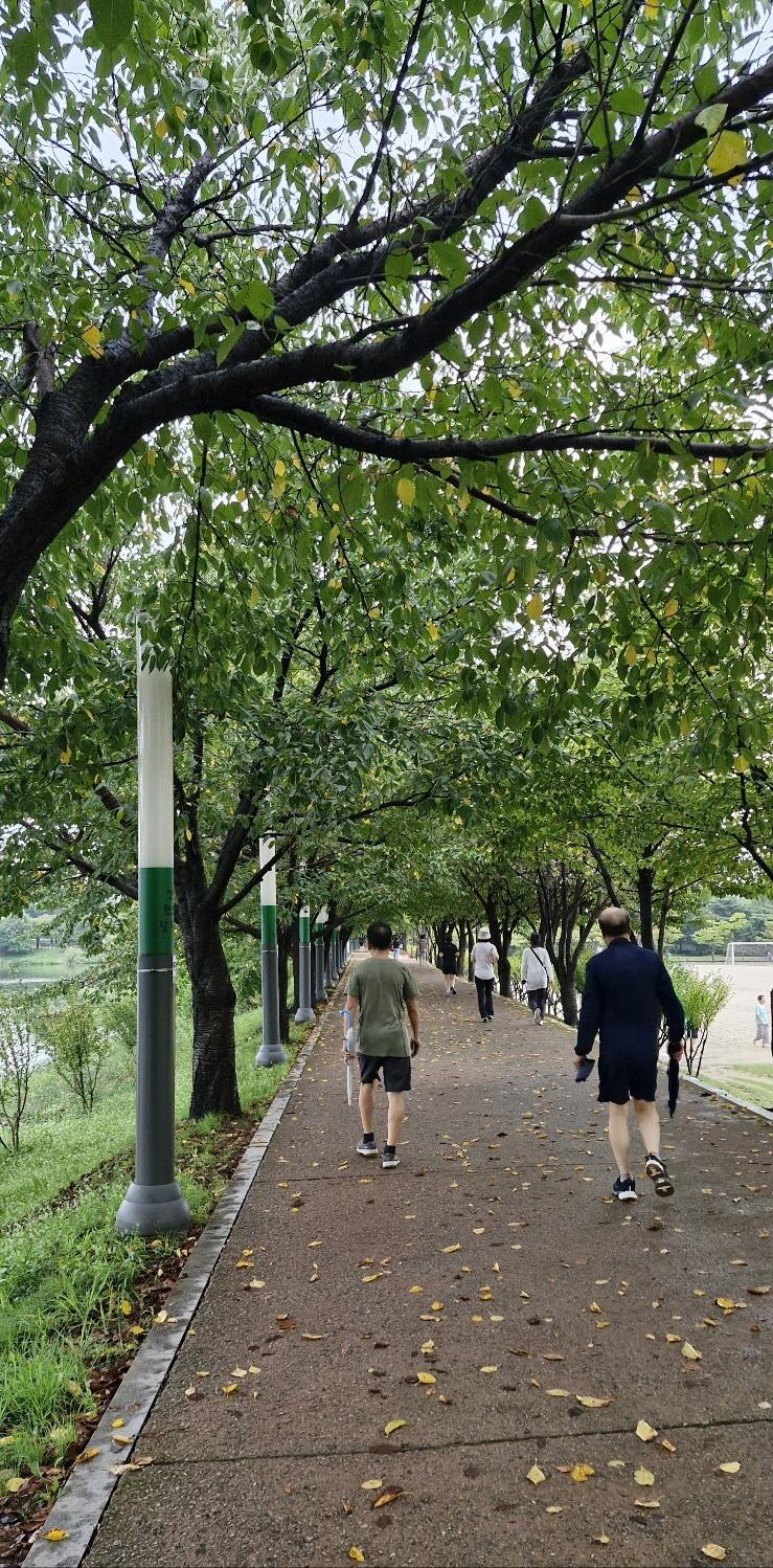 시니어들이 벚꽃나무로 조성된 만석거 제방을 산책하고 있다. 이병록 시민기자