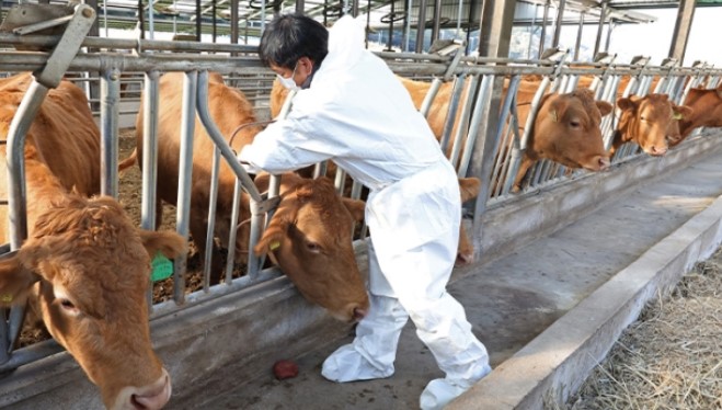 여주시는 최근 안성과 이천에서 발생한 소 럼피스킨 확산을 막기 위해 적극 대응에 나섰다고 5일 밝혔다.  사진=여주시