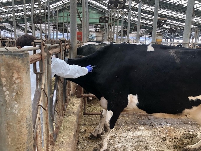 파주시, 10월 한 달간 소·염소 구제역 백신 일제 접종  사진=파주시