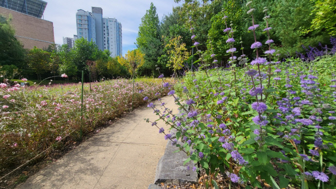 청계중앙공원 초화원 다랭이빗물정원. 사진=화성시청