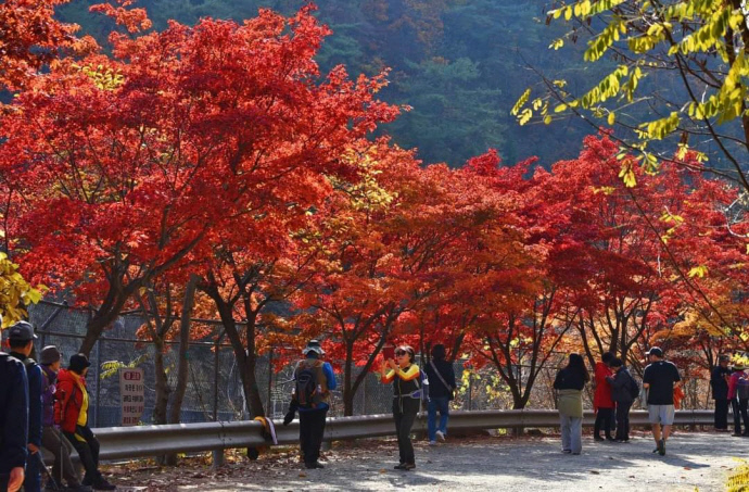 관악수목원 가을단풍 사진1