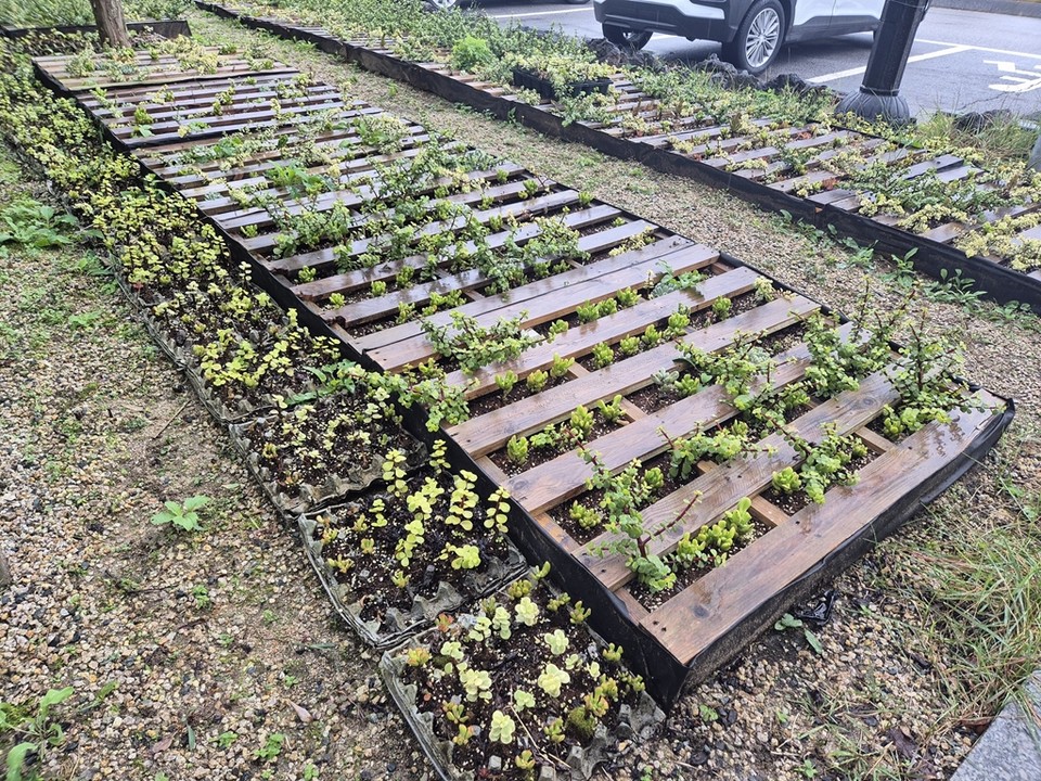 의정부시는 11월 6일부터 7일까지 용현동 시청 도시농업과에서 시민들을 대상으로 반려식물 다육이 나눔행사를 진행한다고 밝혔다. 사진=의정부시