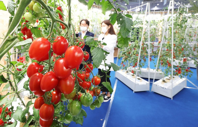 경기도 수원시 영통구 수원컨벤션센터에서 열린 '2022 대한민국 농업박람회'에서 관계자가 반도체 센서를 활용한 4세대 스마트팜을 살펴보고 있다. 사진=연합뉴스