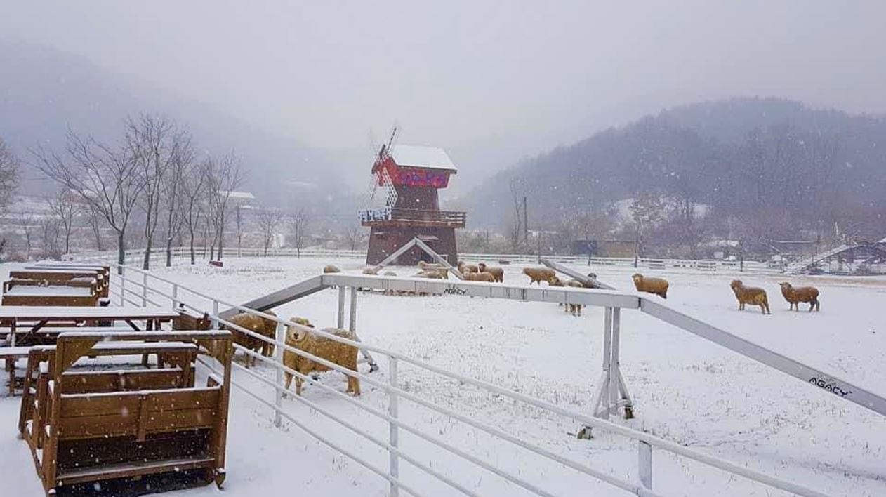 양평 ‘양떼목장’. 사진=인스타그램 캡처