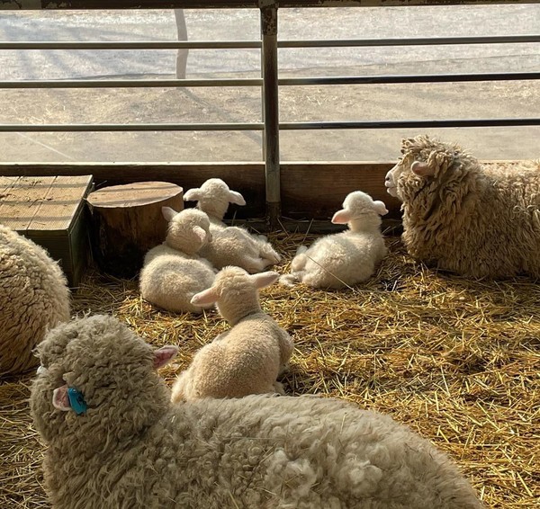 양평 ‘양떼목장’. 사진=인스타그램 캡처