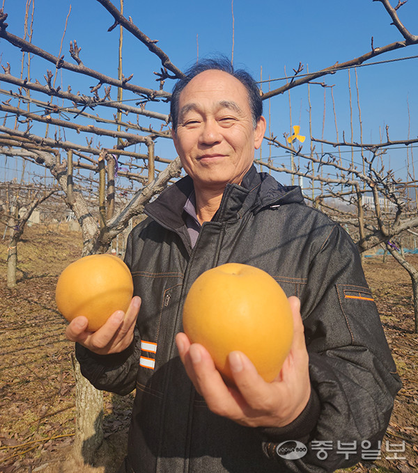 안성 배 선도농가 전예재 농부가 재배한 배를 들고 포즈를 취하고 있다. 사진=이보현 기자 