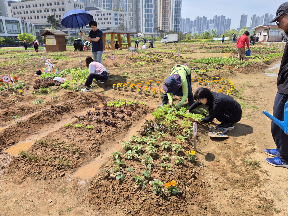 시흥시는 시민공동체 활성화를 위해 ‘2025년 시흥시도시농업공원 시민행복텃밭 참여 희망자’를 모집한다고 밝혔다. 사진=시흥시