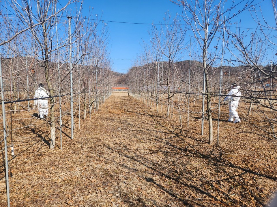 양평군은 과수화상병 예방을 위해 이달 말부터 관내 사과·배 재배 농가에 방제 약제 4회분을 공급한다고 밝혔다. 사진=양평군