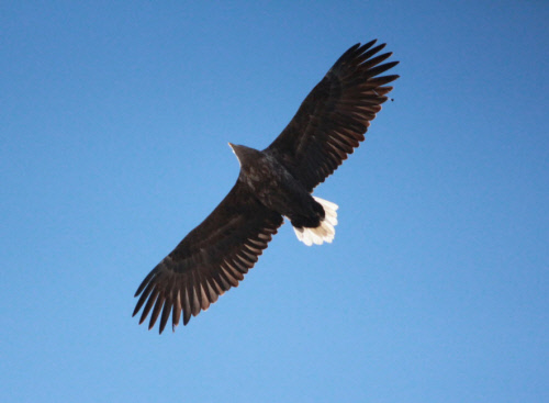 조류생태과학관 흰꼬리수리 포착(1)