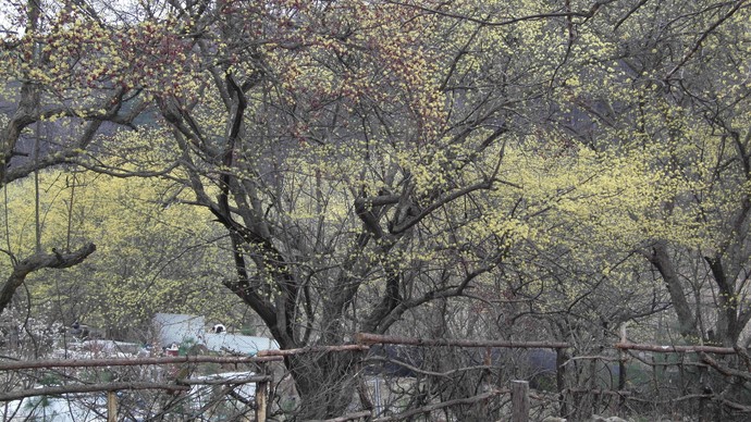 이천시 백사면 경사리, 도립리, 송말리 일대에 산수유가 활짝 펴 있다. 사진=이천시청