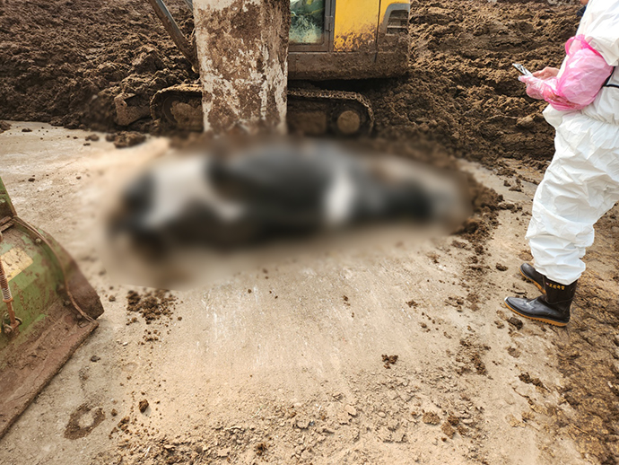 지난 6일 발생한 오폭사고로 인근 한 농장의 젖소가 급성유방염으로 폐사된 모습. 사진=독자제공