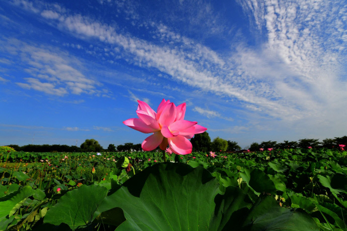 시흥 연꽃테마파크 전경. 사진=시흥시청