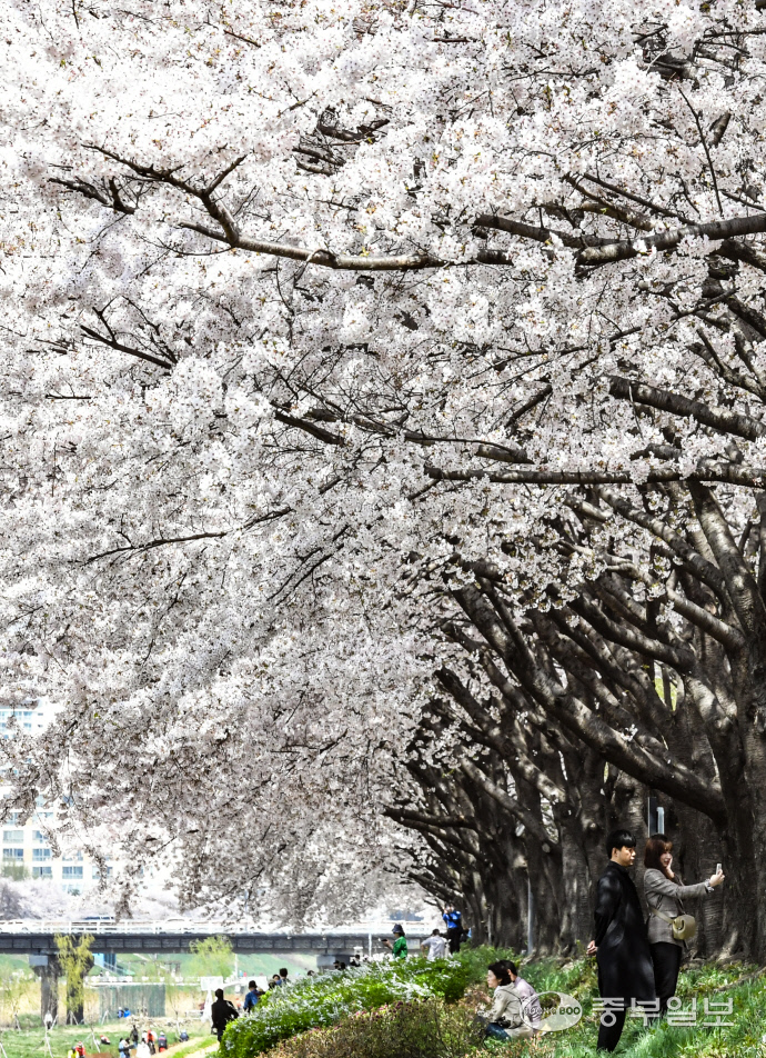 광명시 안양천가에 핀 벚꽃길 사이를 거닐며 시민들이 봄기운을 만끽하고 있다. 사진=중부일보DB