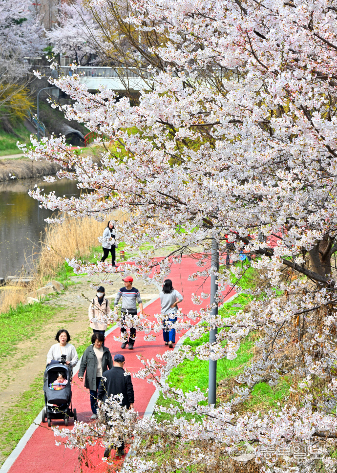 수원시 팔달구 서호천 인근에서 시민들이 화사한 봄빛으로 물든 벚꽃 사이로 즐거운 시간을 보내고 있다. 사진=중부일보DB