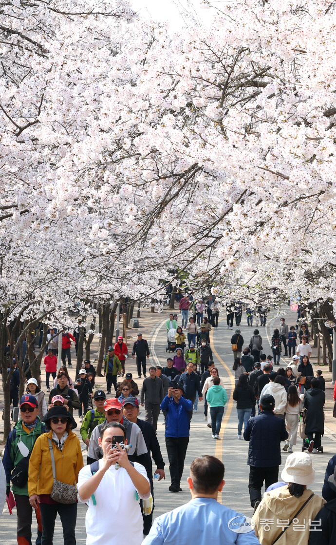 인천시 남동구 인천대공원 벚꽃축제에서 열린 벚꽃축제장을 찾은 시민들이 활찍 핀 벚꽃을 보며 봄을 즐기고 있다. 사진=중부일보DB