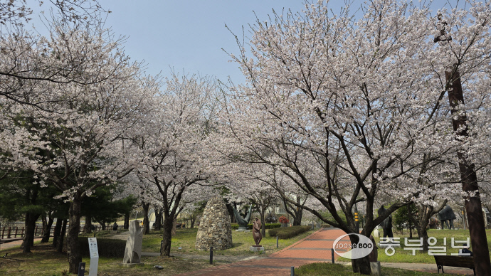 지난 18일 벗꽃이 활짝 개화한 양주시 장흥면 장욱진미술관. 미술관 건물로 향하는 진입로가 아름답다. 장욱진, 민복진 두 미술관 일대는 양주시의 중요한 문화자산 중 하나다. 한기홍 기자