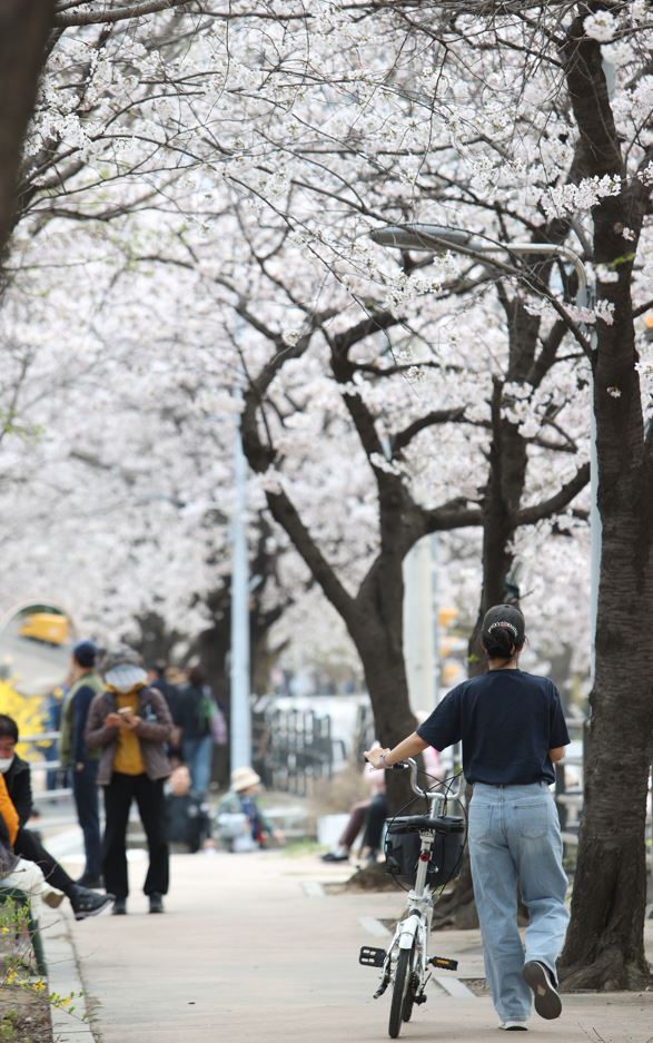 안양시는 오는 5일부터 6일까지 만안구 충훈동 충훈벚꽃길과 충훈2교 일대에서 ‘안양충훈벚꽃축제’를 연다. 사진=안양시