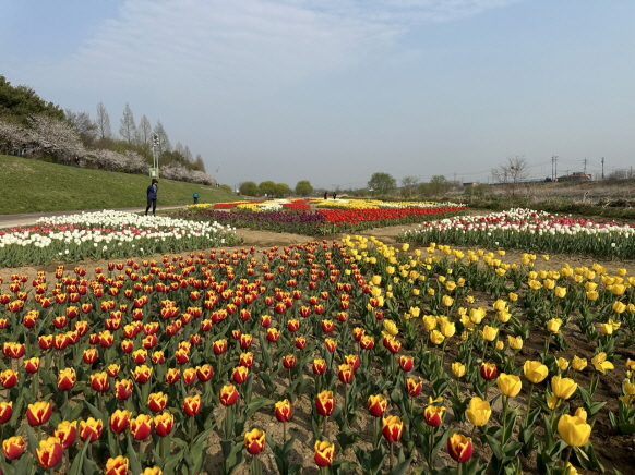 파주시 금촌2동이 오는 12일 공릉천 칠간다리 아래 광장에서 ‘제3회 공릉천 튤립축제’를 연다. 사진=파주시