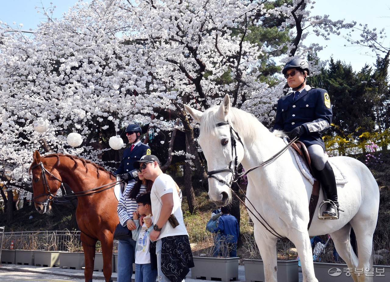 과천시 렛츠런파크 서울에서 열린 ‘2024 렛츠런파크 벚꽃축제’에서 승마 국가대표 기수들이 만개한 벚꽃을 배경으로 장애물 달리기 시범을 보이고 있다. 사진=중부일보DB