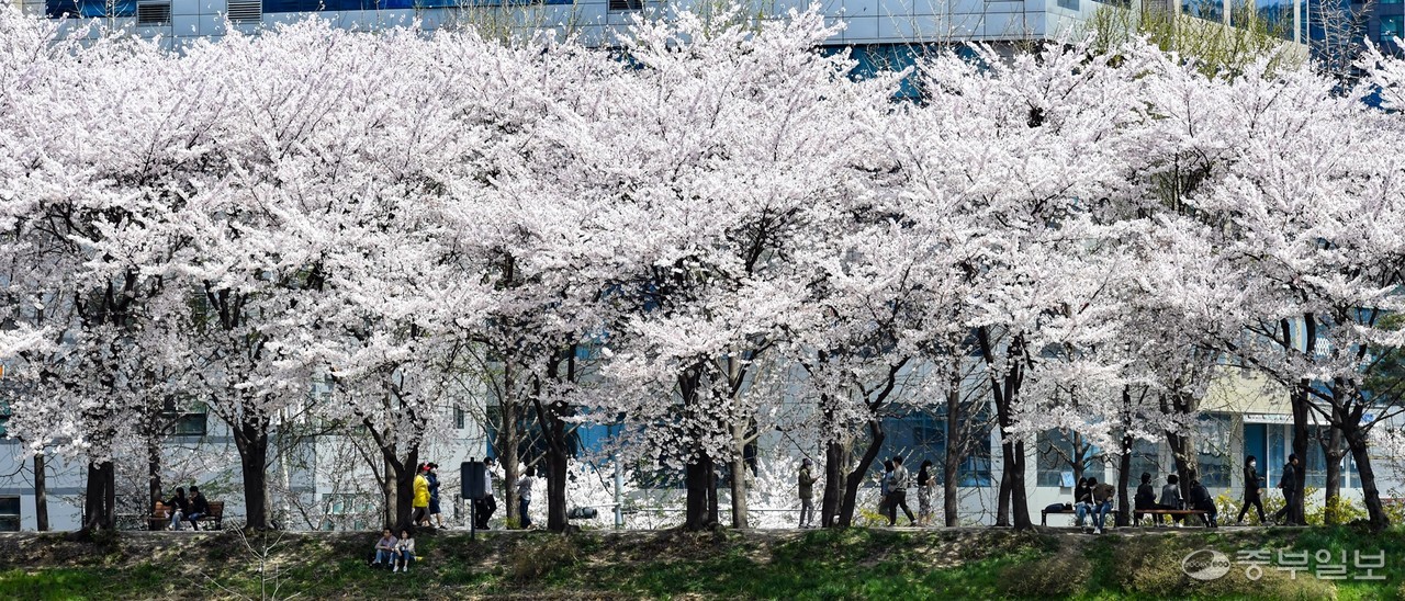 광명시 안양천가에 핀 벚꽃길 사이를 거닐며 시민들이 봄기운을 만끽하고 있다. 사진=중부일보DB