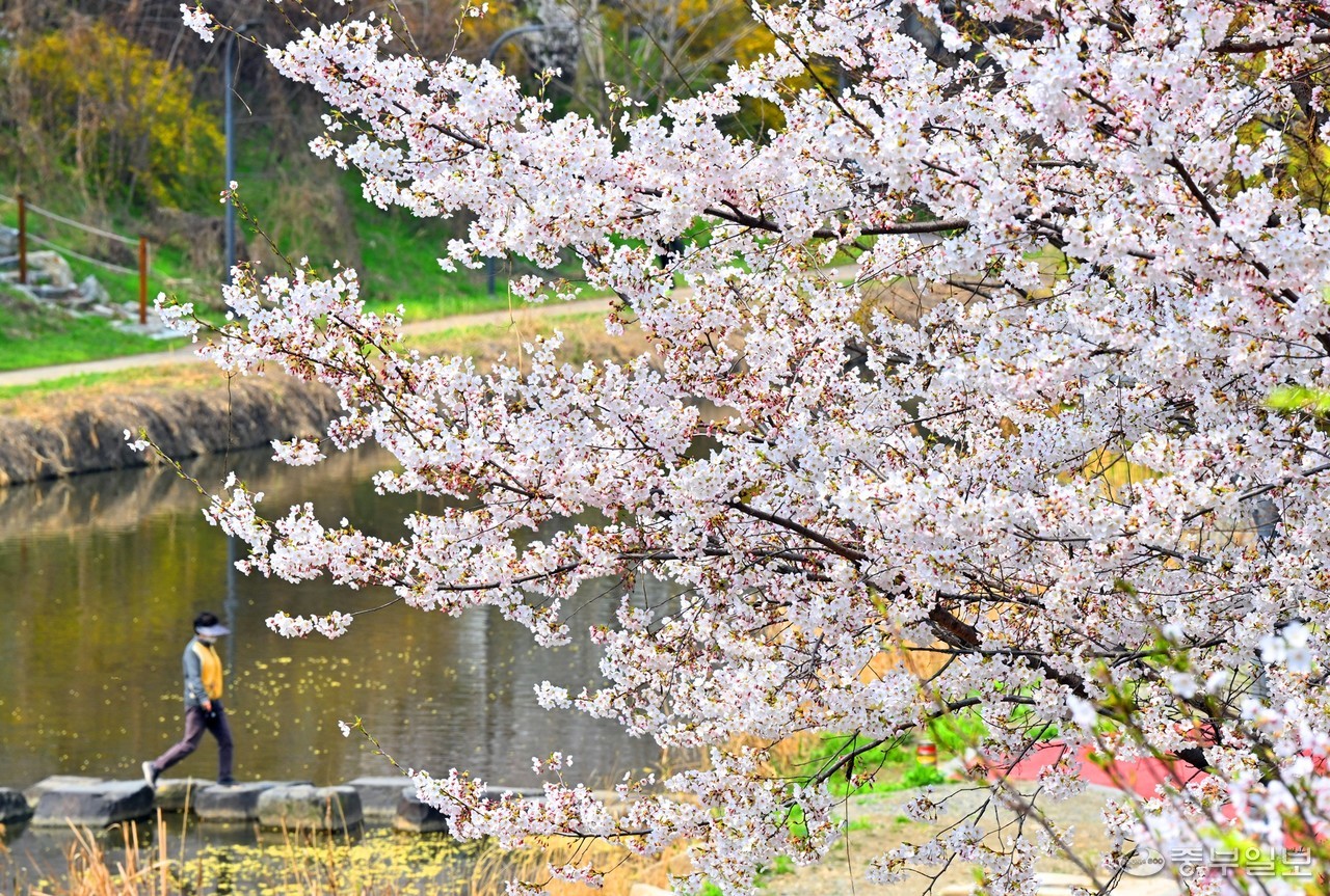 수원시 팔달구 서호천 인근에서 시민들이 화사한 봄빛으로 물든 벚꽃 사이로 즐거운 시간을 보내고 있다. 사진=중부일보DB