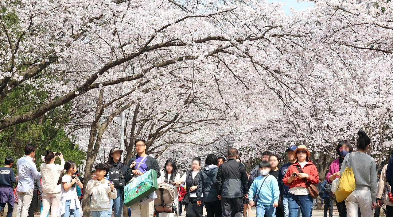 인천시 남동구 인천대공원 벚꽃축제에서 열린 벚꽃축제장을 찾은 시민들이 활찍 핀 벚꽃을 보며 봄을 즐기고 있다. 사진=중부일보DB