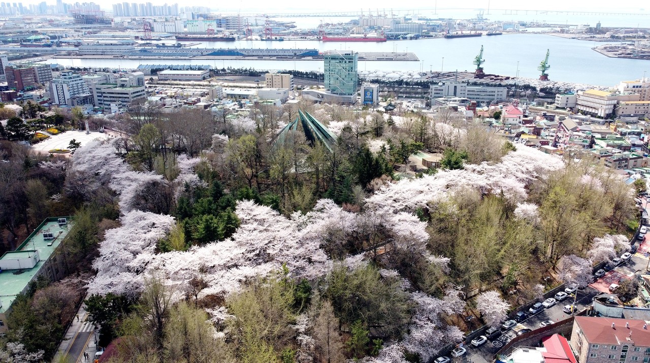 인천 중구 자유공원에 벚꽃이 만개해 있다. 사진=중부일보DB