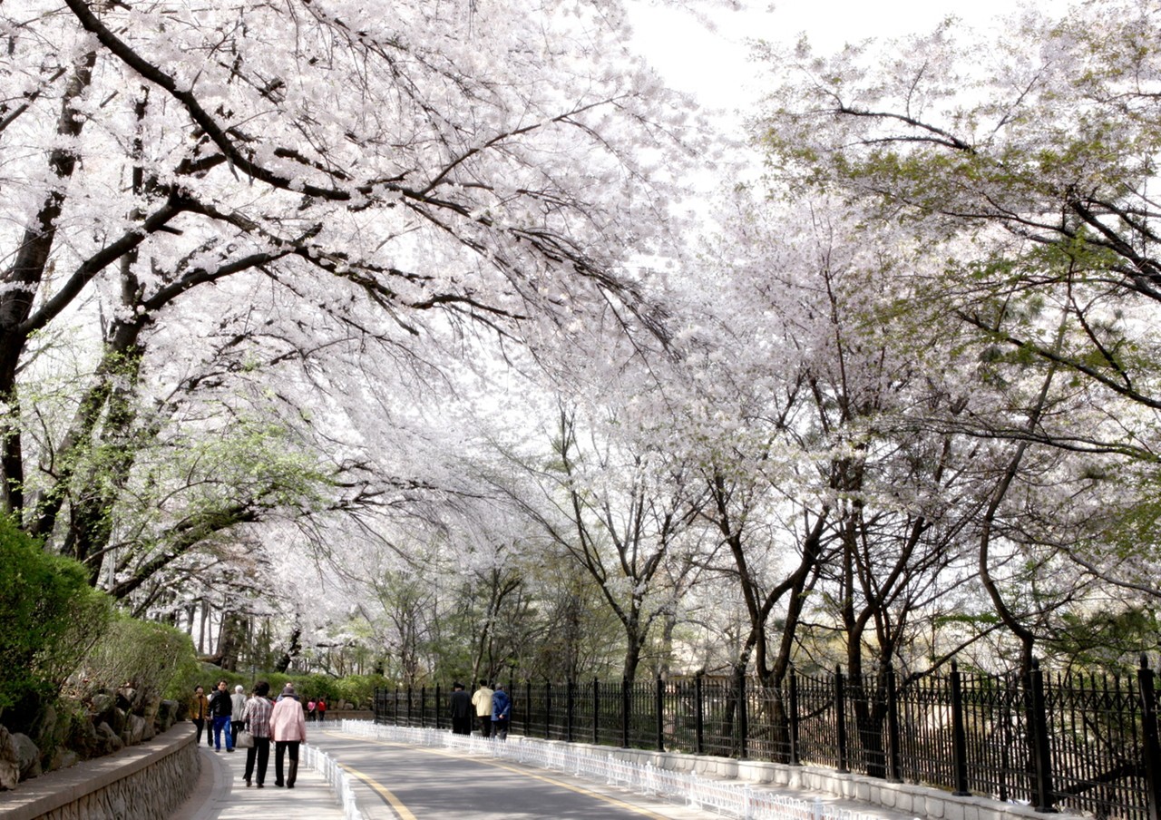 인천 중구 자유공원에 벚꽃이 만개해 있다. 사진=중부일보DB
