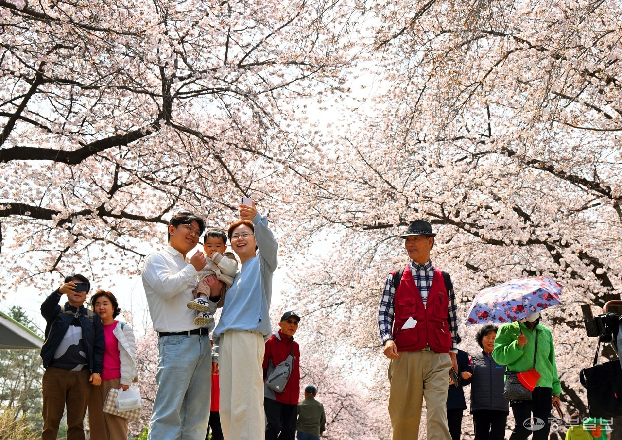 완연한 봄 날씨를 보이며 봄꽃들이 만개한 10일 오전 과천시 렛츠런파크 서울에서 시민들이 활짝 핀 벚꽃을 보며 즐거운 시간을 보내고 있다. 김경민기자