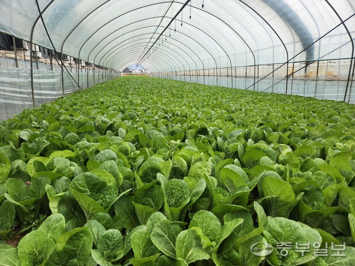 안세경 씨와 김소희 씨 부부가 재배한 얼갈이가 하우스에서 자라고 있다. 이보현 기자