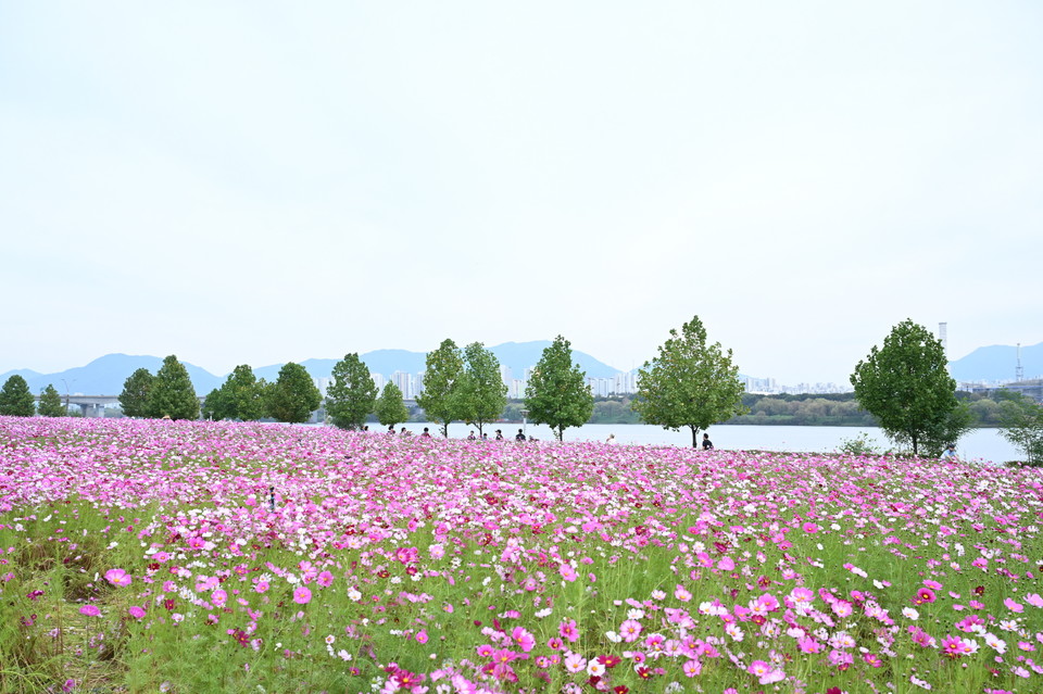 구리시가 주최하고 구리문화원이 주관하는 ‘구리 코스모스 축제’가 경기관광공사에서 시행한 ‘2025년 경기도 우수축제 발굴 지원사업’에 최종 선정돼 지원금 7천만 원을 확보했다. 사진=구리시