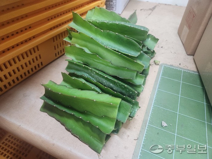 기둥선인장인 삼각주 선인장. 이보현 기자